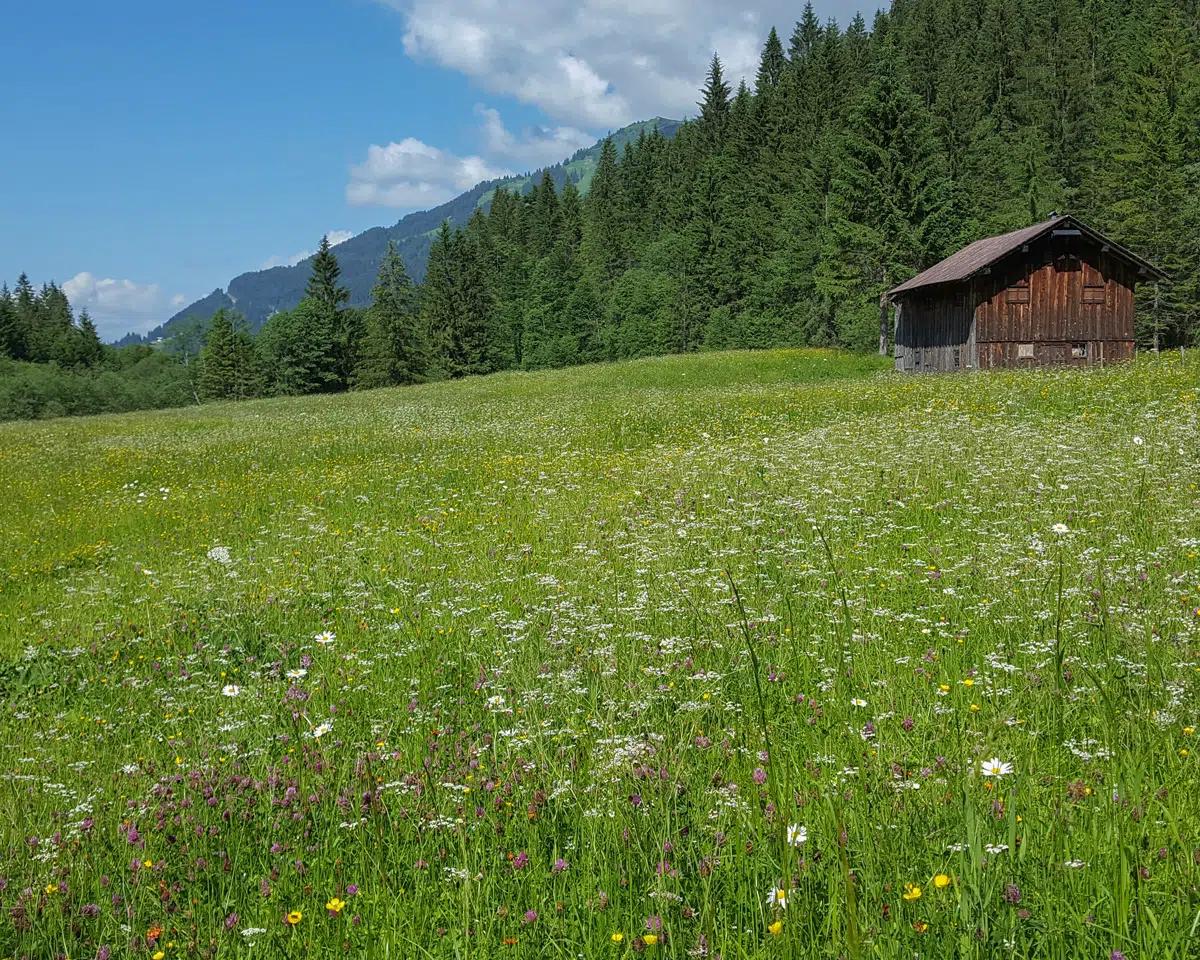 Naturzeithof Hirschegg (Vorarlberg) Exterior foto